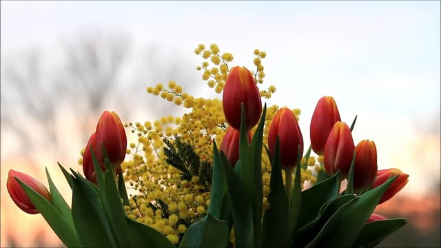 Tulpen Strau&szlig; mit gelben Mimosen 