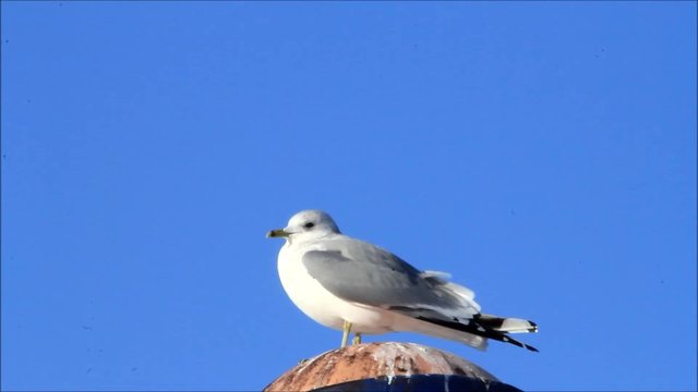 Seagull alone against blue sky
