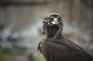 A golden eagle (Berkut)
