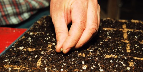 Farmer starting seeds in a greenhouse