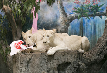 Two white lions wedding to celebrate Valentine's Day