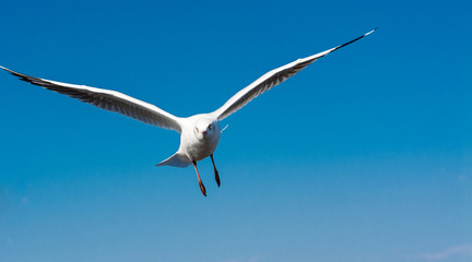 Seagull