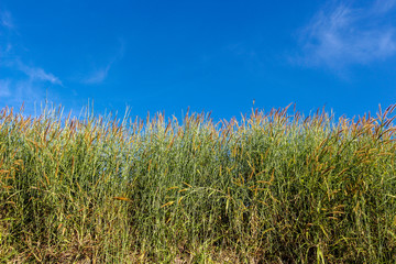 Fototapeta premium Background of grass field and blue sky