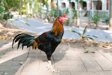 Rooster on the floor