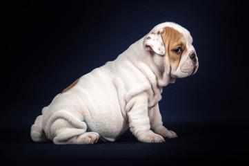 ENGLISH Bulldog puppy on dark background