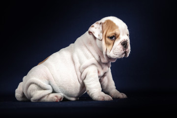 ENGLISH Bulldog puppy on dark background