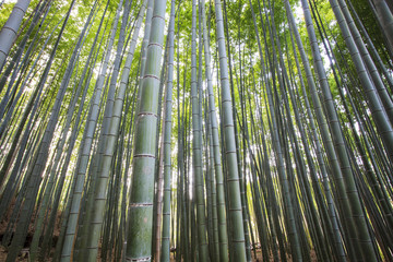 Fototapeta premium Bamboo Grove panorama in Arashiyama, Kyoto, Japan