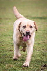 Dog Running and Playing