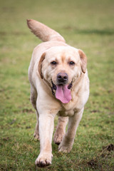 Dog Running and Playing