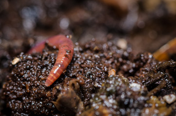 Kompostwurm (Eisenia fetida)