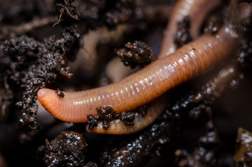 Kompostwürmer (Eisenia fetida)