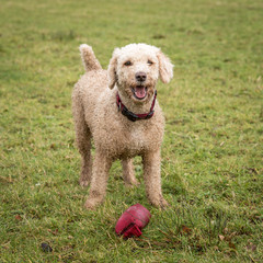 Dog Running and Playing