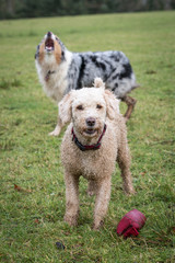 Dog Running and Playing