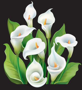 Bouquet of White Calla lilies on black background