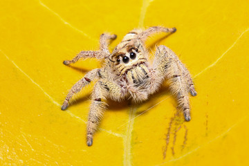 Jumping spider in the garden.
