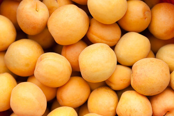 Harvest and group of healthy yellow plums