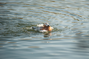Duck ruddy Shelduck taking a bath