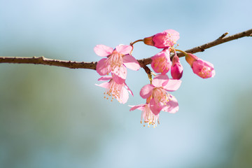 Pink cherry blossom in spring