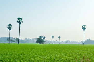 Paddy field landscape with sugar palm tree in the mist background © ployubon