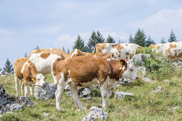 Herd of cow with calf grazing