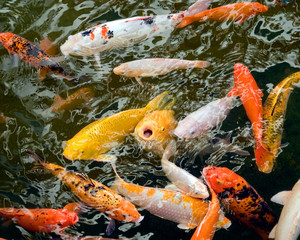 Koi Fish