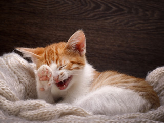 Funny cat laughing. Portrait of a laughing cat largly. White kitten with a red, small and cute. A...
