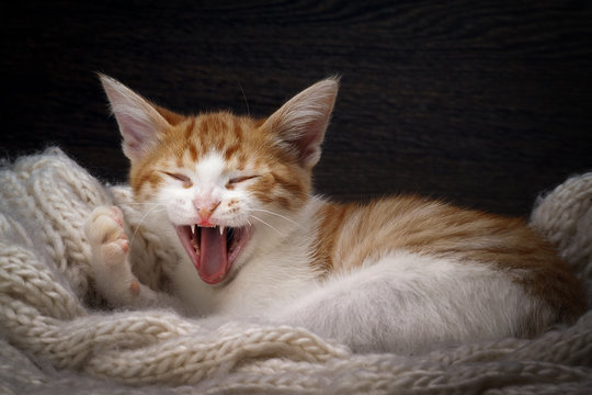Funny cat laughing. Portrait of a laughing cat largly. White kitten with a red, small and cute. A cat in a good mood 