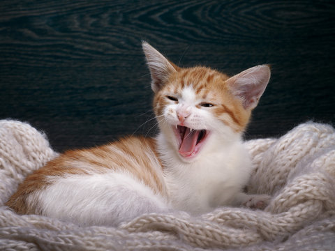 The cat yawns. Portrait woken kitty. The kitten is sweet yawns can be seen to fall, the language. Cat fluffy, white with red. Kitten funny. Background wooden board. The cat lies on a knitted rug 