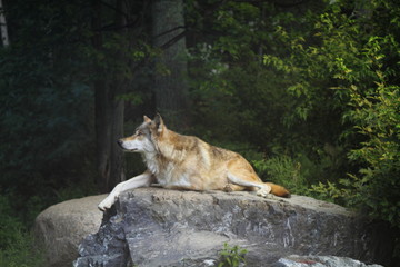 Fototapeta na wymiar Wolf