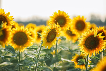 sunflowers field, summer