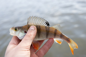 Small perch in fisherman's hand