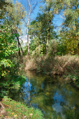 River among the trees