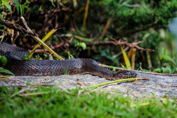 Northern water snake (Nerodia sipedon)