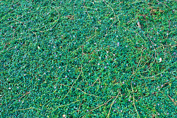 Background of the grass. Sesuvium portulaceae (Sesuvium portulacastrum)