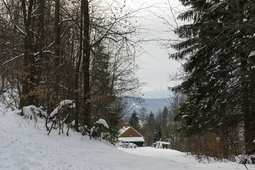 cottage behind the mountains among the trees for the forest lookout tower in the background on the hill
