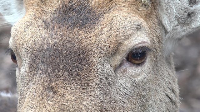 Roe Deer in the Wild. Closeup. 4K UltraHD video.