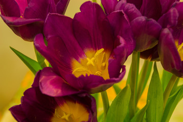 Naklejka premium Purple tulips on the light background