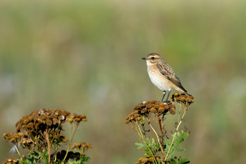 Perching female Whinchat at tansy