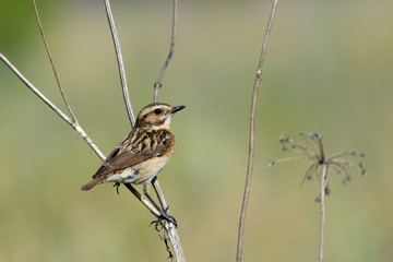 Perching female Whinchat at dry grass