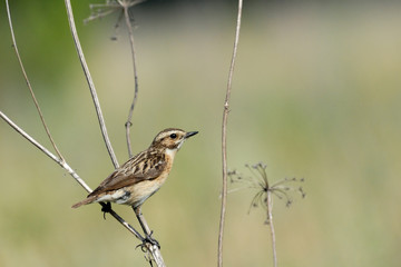 Perching female Whinchat at dry grass