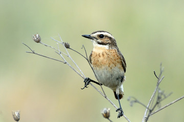 Perching male Whinchat at dry grass