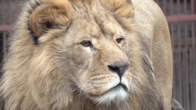 A Lion Watching Intently. Zooming. Closeup. 4K UltraHD video.