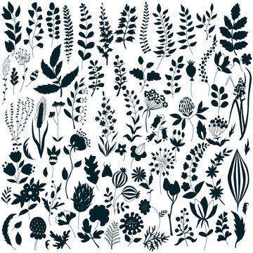 Vector set of floral elements painted by hand