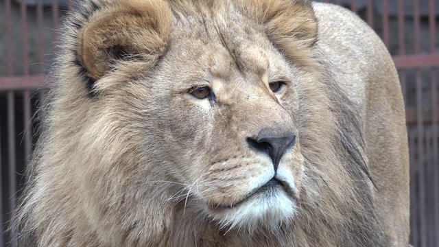 A Lion Watching Intently Closeup. 4K UltraHD video.