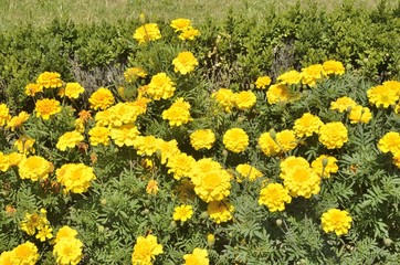 Yellow flowers