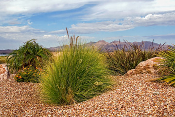 Desert landscape