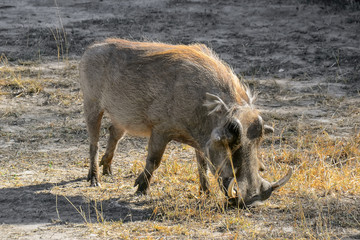 Warthog in the Kruger National park - South Africa