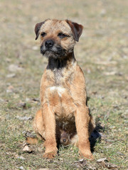 Typical  Border Terrier on a green grass lawn