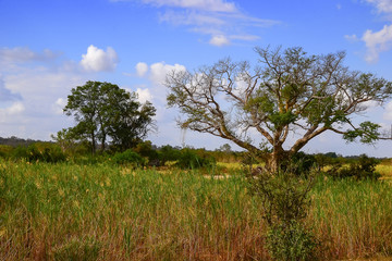 African Landscape in Kruger National Park, South Africa