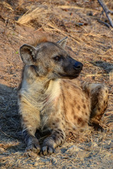 Hyena in Kruger National park - South Africa